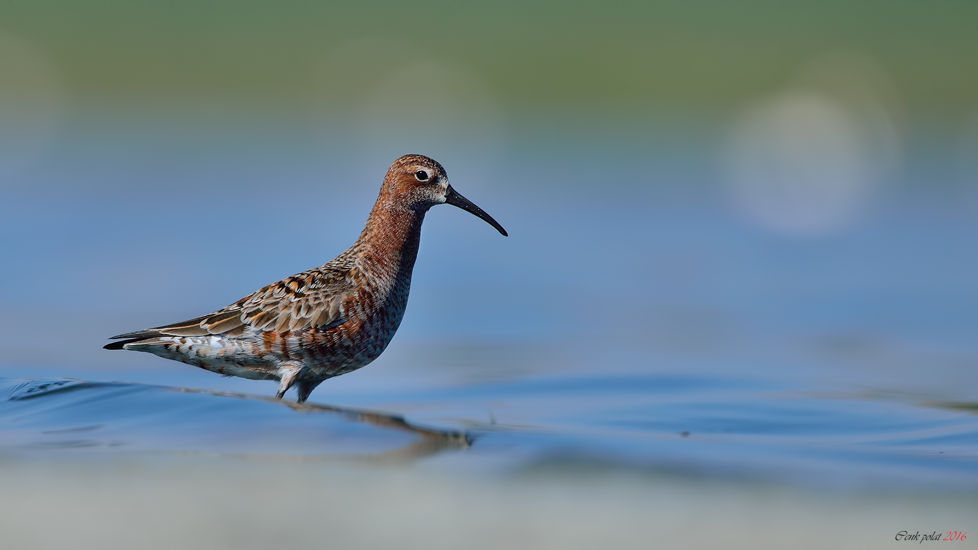 Curlew Sandpiper